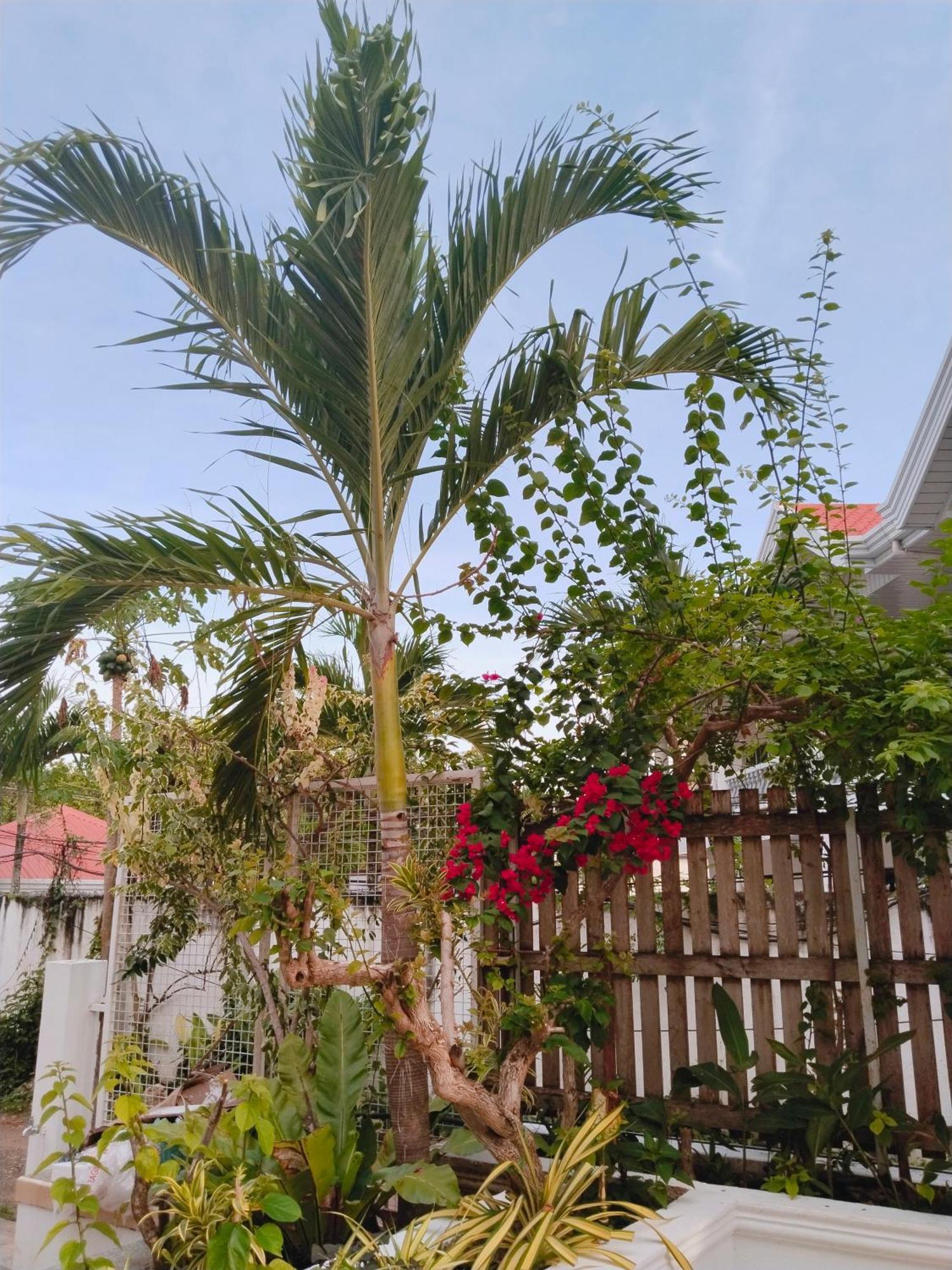 Alona Garden Suites Panglao Εξωτερικό φωτογραφία